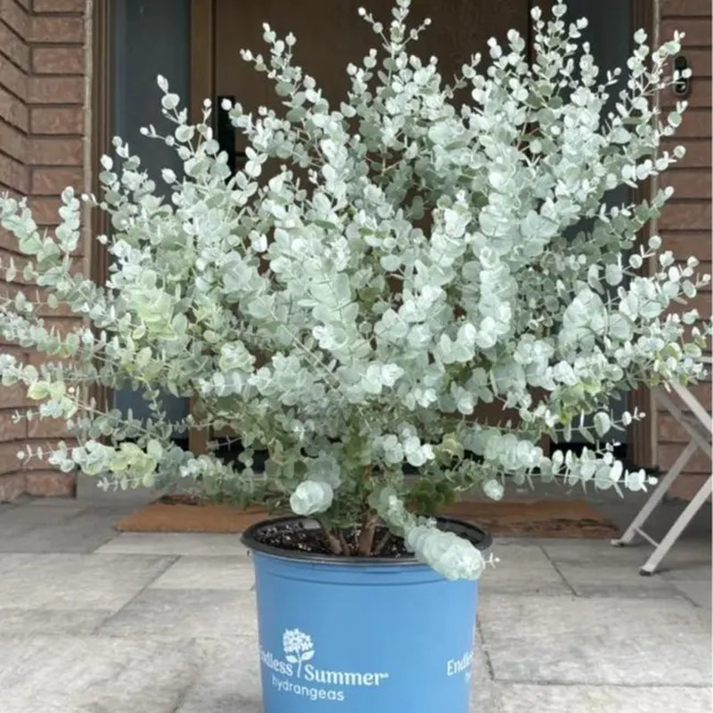 Eucalyptus Seeds - Hardy Evergreen Tree Seeds for Easy Growth, Non-GMO and Ideal for Indoor and Outdoor Gardens, Air-Purifying Ornamental Plant, Perfect Gift for Garden Enthusiasts