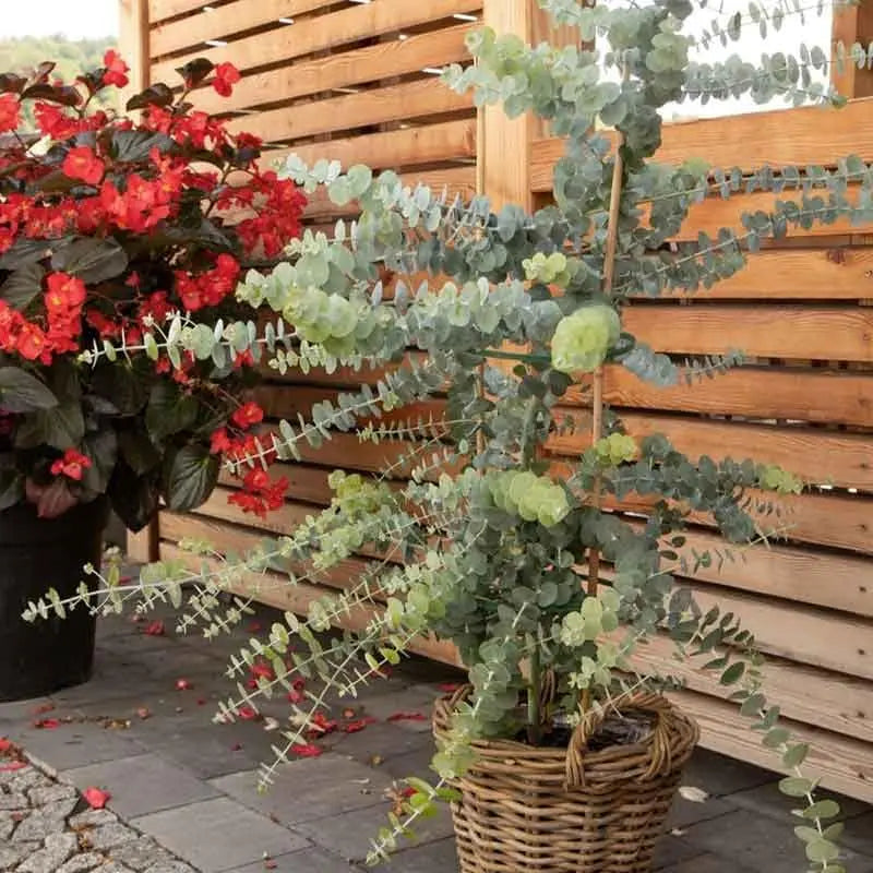 Eucalyptus Seeds - Hardy Evergreen Tree Seeds for Easy Growth, Non-GMO and Ideal for Indoor and Outdoor Gardens, Air-Purifying Ornamental Plant, Perfect Gift for Garden Enthusiasts