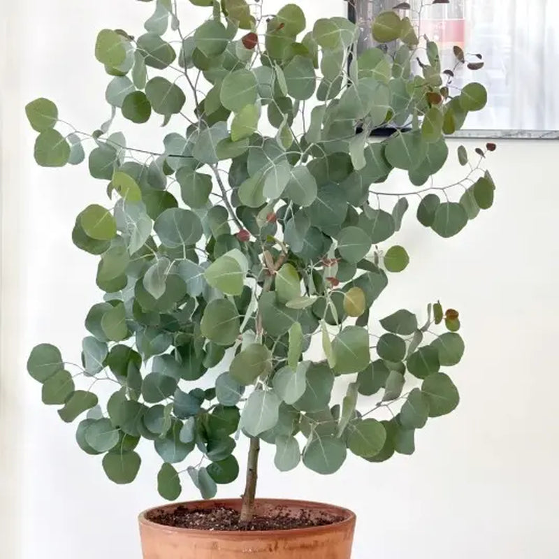 Eucalyptus Seeds - Hardy Evergreen Tree Seeds for Easy Growth, Non-GMO and Ideal for Indoor and Outdoor Gardens, Air-Purifying Ornamental Plant, Perfect Gift for Garden Enthusiasts
