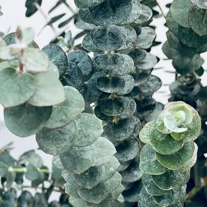 Eucalyptus Seeds - Hardy Evergreen Tree Seeds for Easy Growth, Non-GMO and Ideal for Indoor and Outdoor Gardens, Air-Purifying Ornamental Plant, Perfect Gift for Garden Enthusiasts