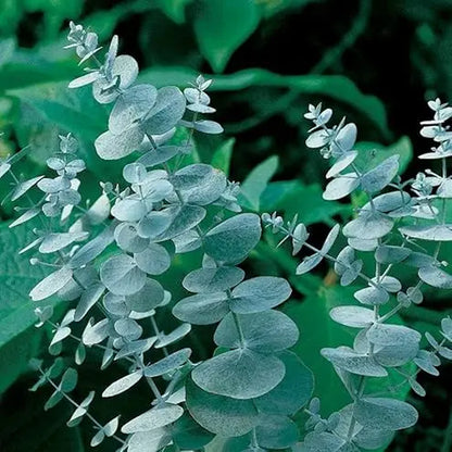 Eucalyptus Seeds - Hardy Evergreen Tree Seeds for Easy Growth, Non-GMO and Ideal for Indoor and Outdoor Gardens, Air-Purifying Ornamental Plant, Perfect Gift for Garden Enthusiasts